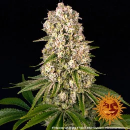 Tropicanna Banana Barney´s Farm SEEDS-BANK.CZ