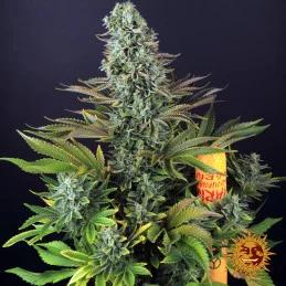Tropicanna Banana Barney´s Farm SEEDS-BANK.CZ