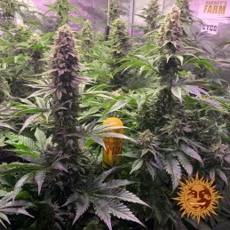 Tropicanna Banana Barney´s Farm SEEDS-BANK.CZ
