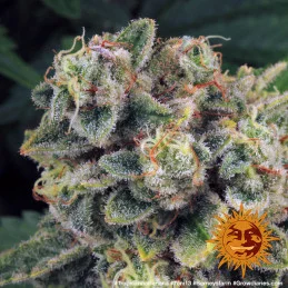 Tropicanna Banana Barney´s Farm SEEDS-BANK.CZ
