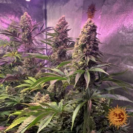 Tropicanna Banana Barney´s Farm SEEDS-BANK.CZ