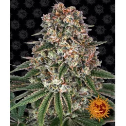 Tropicanna Banana Barney´s Farm SEEDS-BANK.CZ