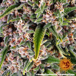Blueberry Cheese Barney´s Farm SEEDS-BANK.CZ