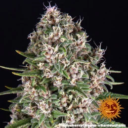 Blueberry Cheese Barney´s Farm SEEDS-BANK.CZ