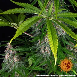 Blueberry Cheese Barney´s Farm SEEDS-BANK.CZ