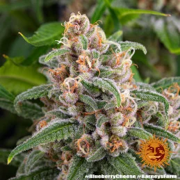 Blueberry Cheese Barney´s Farm SEEDS-BANK.CZ