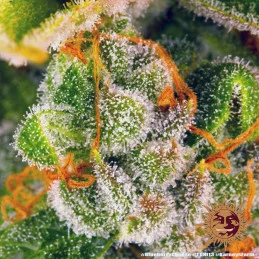 Blueberry Cheese Barney´s Farm SEEDS-BANK.CZ