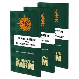 Blueberry Cheese Barney´s Farm SEEDS-BANK.CZ