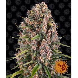 Blueberry Cheese Barney´s Farm SEEDS-BANK.CZ