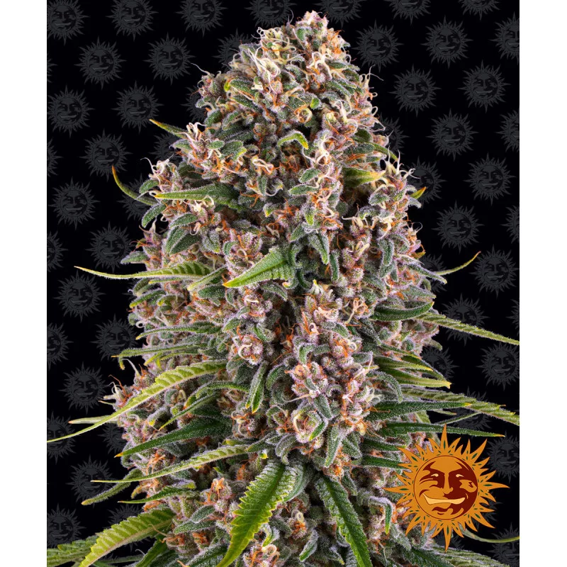 Blueberry Cheese Barney´s Farm SEEDS-BANK.CZ