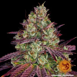 Mimosa Evo Barney´s Farm SEEDS-BANK.CZ