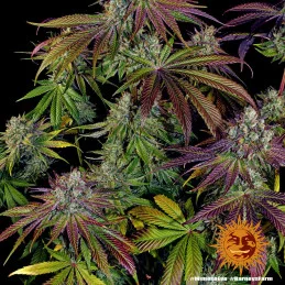 Mimosa Evo Barney´s Farm SEEDS-BANK.CZ