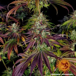Mimosa Evo Barney´s Farm SEEDS-BANK.CZ