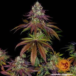 Mimosa Evo Barney´s Farm SEEDS-BANK.CZ