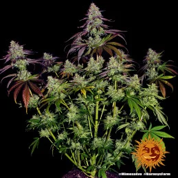 Mimosa Evo Barney´s Farm SEEDS-BANK.CZ