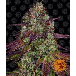 Mimosa Evo Barney´s Farm SEEDS-BANK.CZ