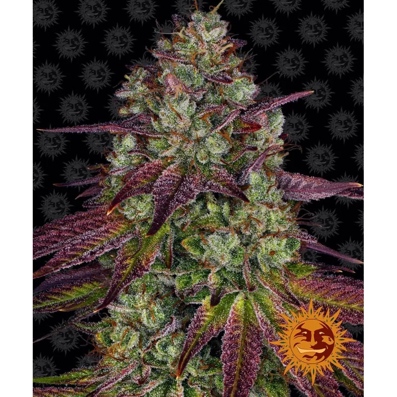 Mimosa Evo Barney´s Farm SEEDS-BANK.CZ