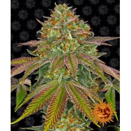 Wedding Cake Barney´s Farm SEEDS-BANK.CZ