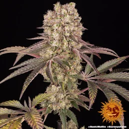 Runtz Muffin Barney´s Farm SEEDS-BANK.CZ