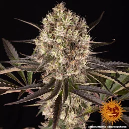 Runtz Muffin Barney´s Farm SEEDS-BANK.CZ