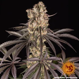 Runtz Muffin Barney´s Farm SEEDS-BANK.CZ