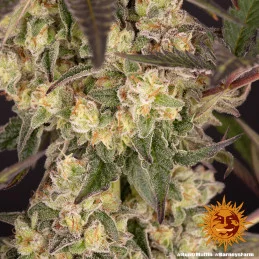 Runtz Muffin Barney´s Farm SEEDS-BANK.CZ