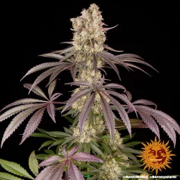 Runtz Muffin Barney´s Farm SEEDS-BANK.CZ