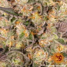 Runtz Muffin Barney´s Farm SEEDS-BANK.CZ