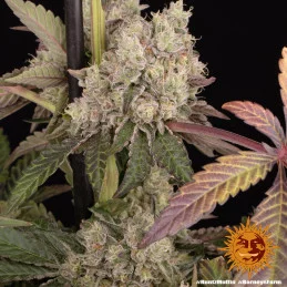 Runtz Muffin Barney´s Farm SEEDS-BANK.CZ