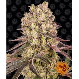 Runtz Muffin Barney´s Farm SEEDS-BANK.CZ