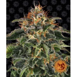 Moby Dick Barney´s Farm SEEDS-BANK.CZ