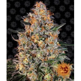 Bubba Kush Barney´s Farm SEEDS-BANK.CZ