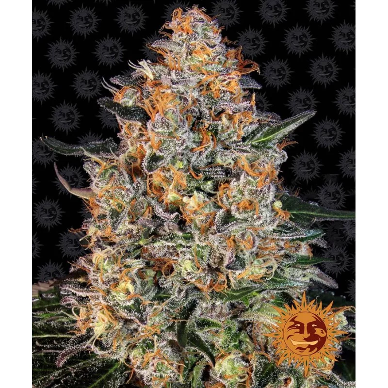 Bubba Kush Barney´s Farm SEEDS-BANK.CZ