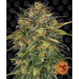 Cheese Barney´s Farm SEEDS-BANK.CZ