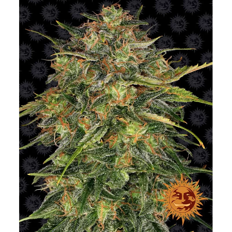 Cheese Barney´s Farm SEEDS-BANK.CZ