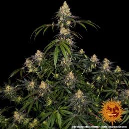 Watermelon Zkittlez Barney´s Farm SEEDS-BANK.CZ