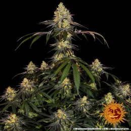 Watermelon Zkittlez Barney´s Farm SEEDS-BANK.CZ