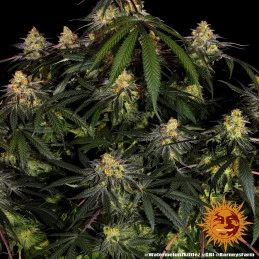 Watermelon Zkittlez Barney´s Farm SEEDS-BANK.CZ