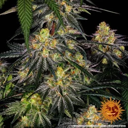 Watermelon Zkittlez Barney´s Farm SEEDS-BANK.CZ