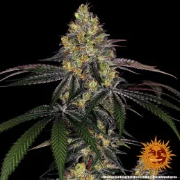 Watermelon Zkittlez Barney´s Farm SEEDS-BANK.CZ