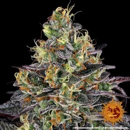 Watermelon Zkittlez Barney´s Farm SEEDS-BANK.CZ