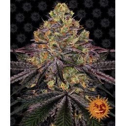 Watermelon Zkittlez Barney´s Farm SEEDS-BANK.CZ