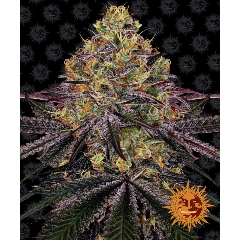 Watermelon Zkittlez Barney´s Farm SEEDS-BANK.CZ
