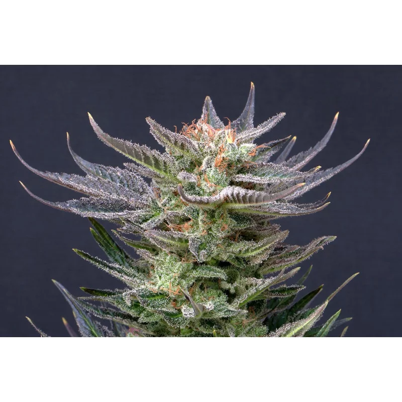 PURPLE DREAM AUTO - Kannabia - WWW.SEEDS-BANK.CZ JIHLAVA
