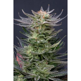 PURPLE DREAM AUTO - Kannabia - WWW.SEEDS-BANK.CZ JIHLAVA