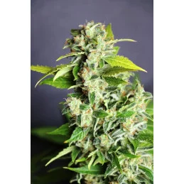 MIKROMACHINE AUTO - Kannabia - WWW.SEEDS-BANK.CZ JIHLAVA