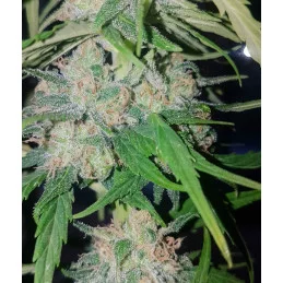 MIKROMACHINE AUTO - Kannabia - WWW.SEEDS-BANK.CZ JIHLAVA
