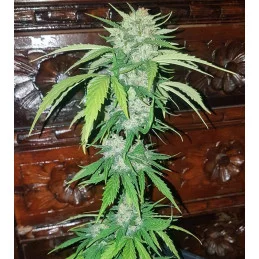 MIKROMACHINE AUTO - Kannabia - WWW.SEEDS-BANK.CZ JIHLAVA