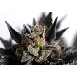 LEMON HAZE AUTO - Kannabia - WWW.SEEDS-BANK.CZ JIHLAVA