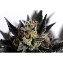 LEMON HAZE AUTO - Kannabia - WWW.SEEDS-BANK.CZ JIHLAVA